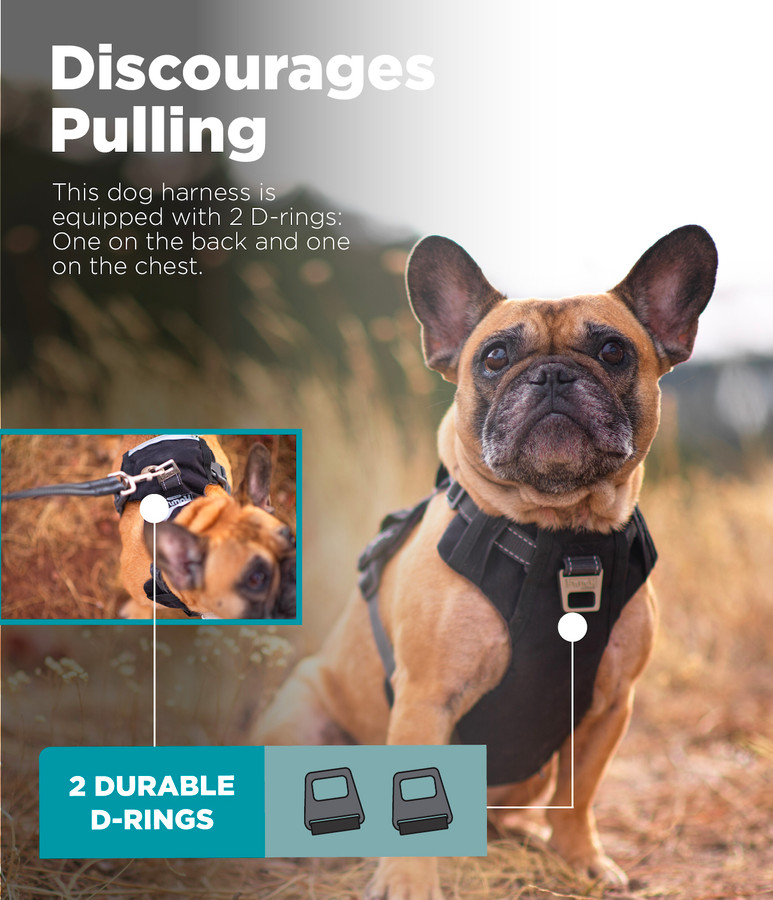 Boulder Adventure Adjustable Dog Harness