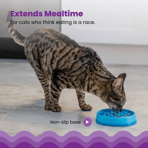 Kitty Slow Feeder Cat Bowl Blue Small