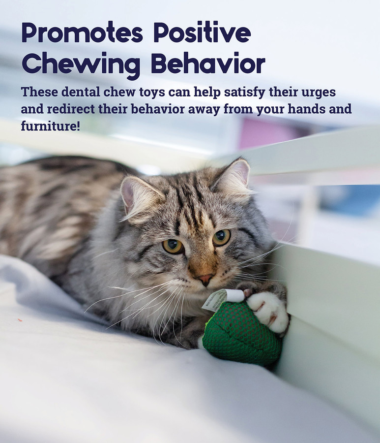 Lil' Avocato Dental Health Cat Chew Toy Green