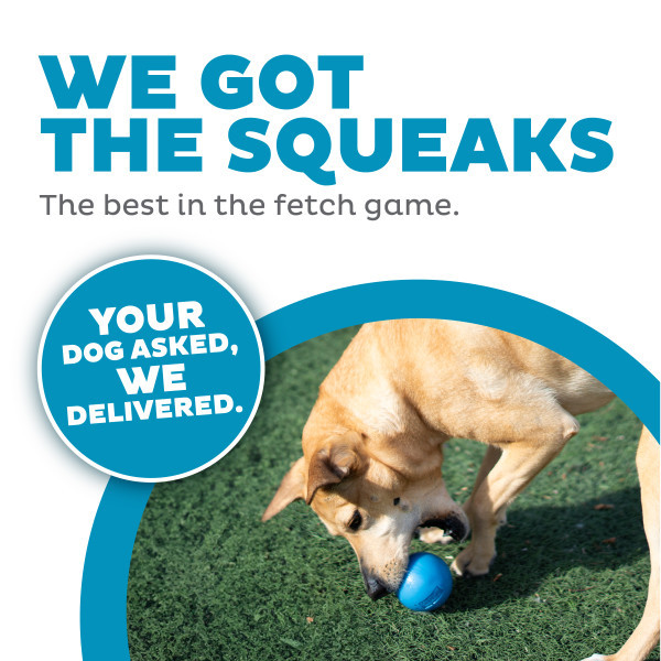 Orbee-Tuff Squeak Ball Dog Toy