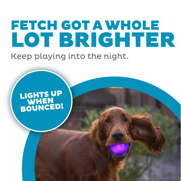 Orbee-Tuff Strobe Ball Light Up Dog Toy Purple
