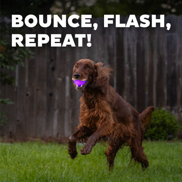 Orbee-Tuff Strobe Ball Light Up Dog Toy Purple