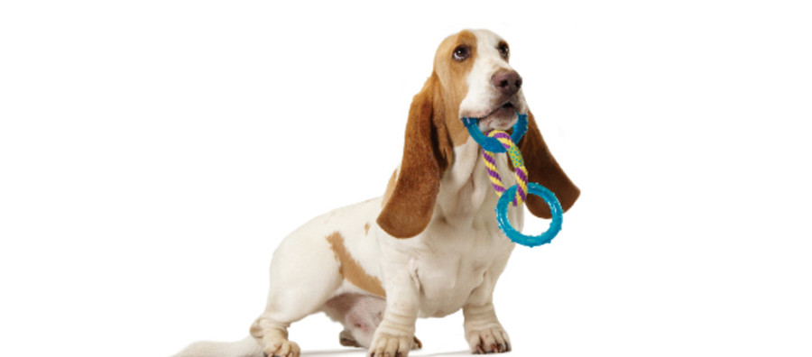 Orka Dental Links Dog Chew Toy Royal Blue