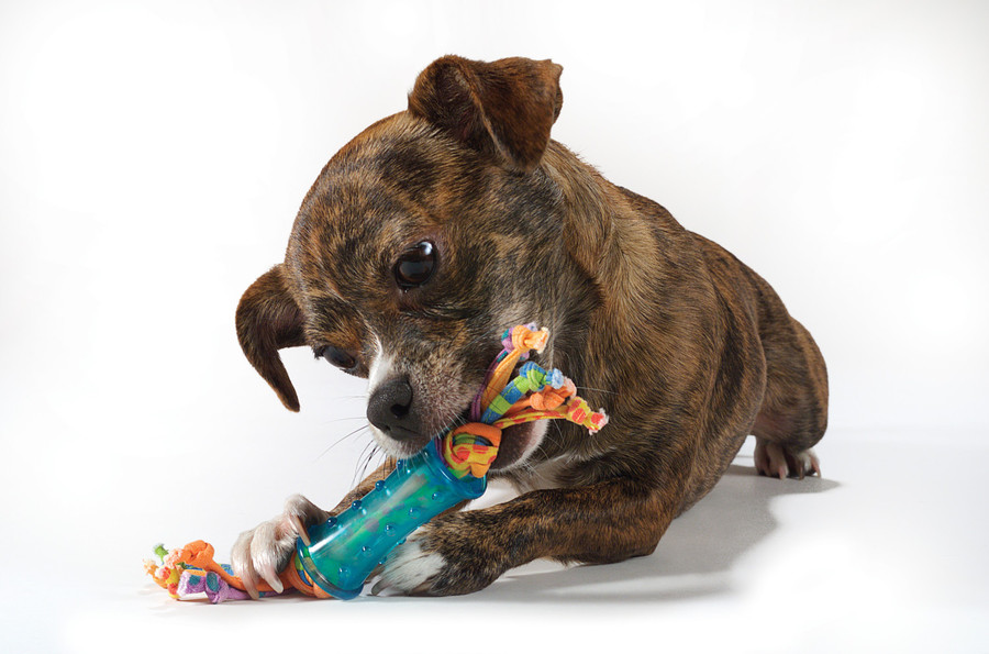Orka Mini Dental Dog Chew Toys - 3 Pack Multi Mini