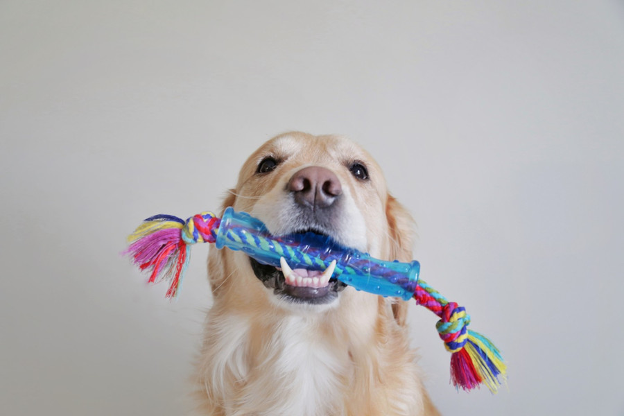 Orka Stick Alternative Dog Chew Toy Royal Blue