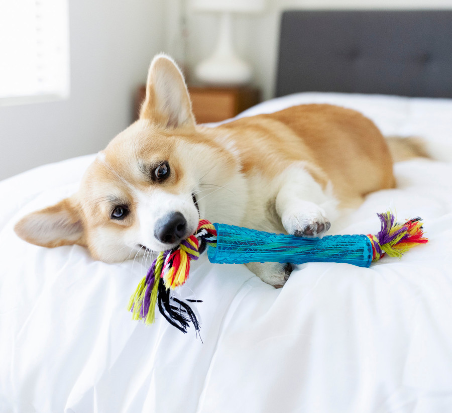Orka Stick Alternative Dog Chew Toy Royal Blue