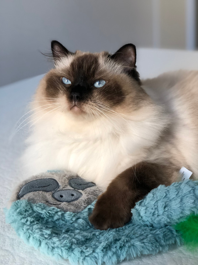 Purr Pillow Snoozin' Sloth Plush Cat Toy Green