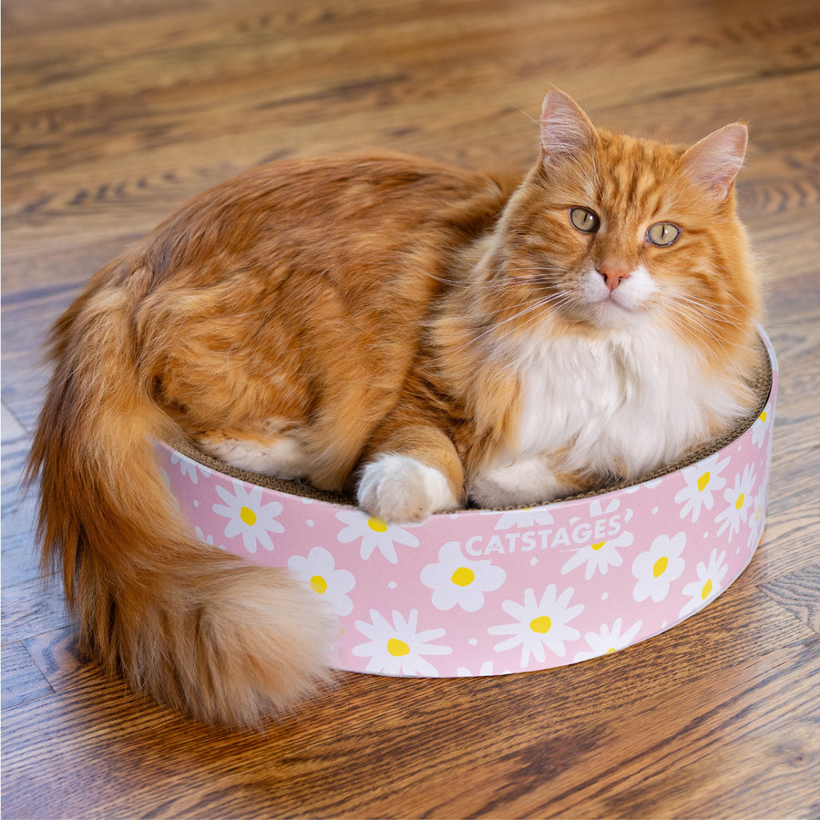 Scratch & Snuggle Daisy Pink