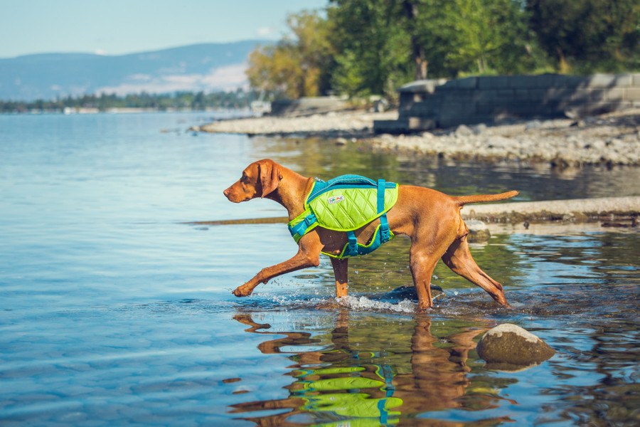 Standley Sport Performance Dog Life Jacket