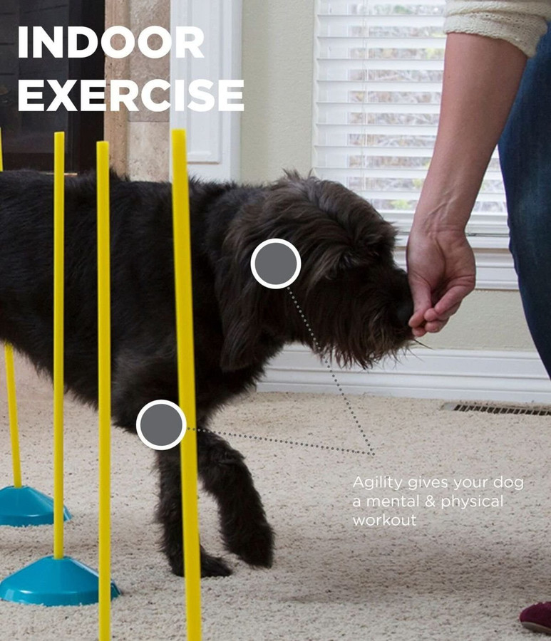 Zip & Zoom Indoor Dog Agility Training Kit For Dogs Multi