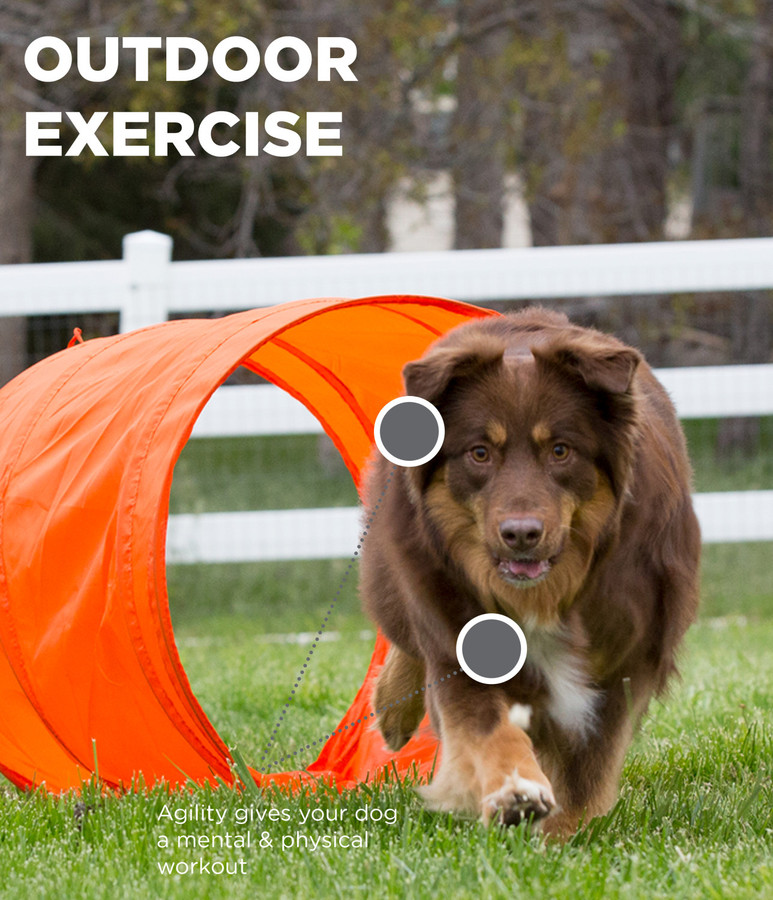 Zip & Zoom Outdoor Dog Agility Training Kit For Dogs Multi